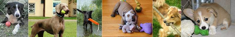 Some examples of chew toys that you can use to redirect your puppy's mouthing onto. Different dogs have different tastes in toys they like to chew, so you may need to try a few before you find the right one.