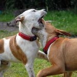 Dogs mouth each other during normal interaction and is perfectly healthy. We are not trying to stop this kind of mouthing.