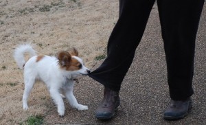 Even little dogs can be a big nuisance if they are not trained. Their owner could also face a lawsuit if anyone is bitten.