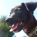 Even puppies have sharp teeth, so it's best to train them not to mouth people from an early age.