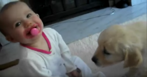 Baby And Labrador Puppy First Time Meeeting