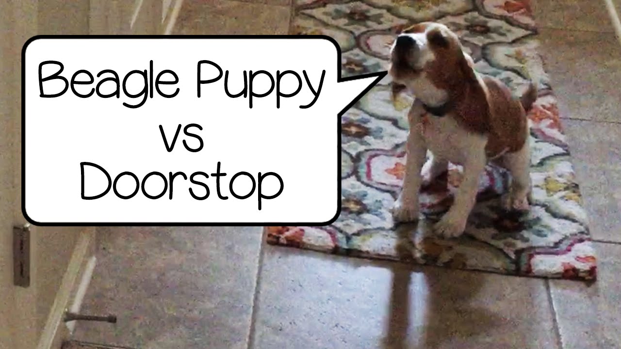 Puppy Attacks Food Bowl Photos All