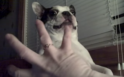 Funny Boston Terrier Loves His Belly Tickled