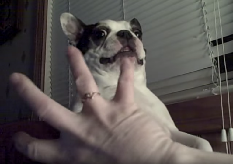 Funny Boston Terrier Loves His Belly Tickled