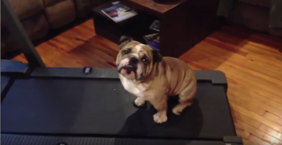 Funny Bulldog Too Lazy To Exercise On Treadmill
