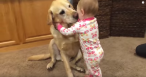 Compilation of Family Dogs Interacting With Babies