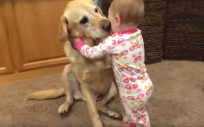 Compilation of Family Dogs Interacting With Babies