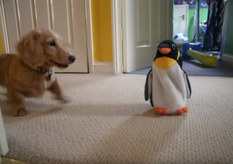 Adorable Little Dachshund “Roxy” Reacts to Penguin Toy