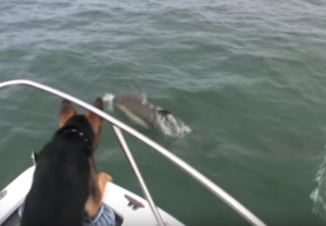 German Shepherd Dog Jumps On Dolphins