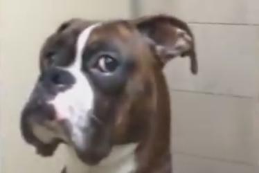 Boxer Dog Gives Owner Epic Side Eye for Leaving Him