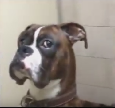 Boxer Dog Gives Owner Epic Side Eye for Leaving Him