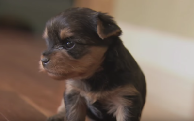 Cute Yorkie Pup “Lo” Marches Around Like Little Soldier