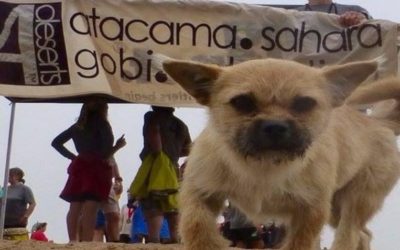 Tiny Stray Dog Follows Runner Over 125km of Desert