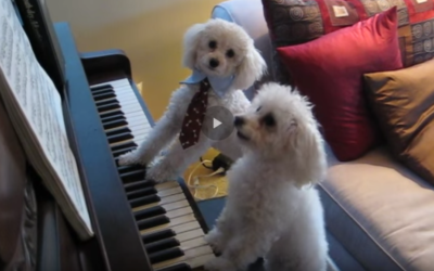 Piano Playing Poodles?  Precious!