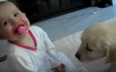 Baby And Labrador Puppy Meet For The Very First Time