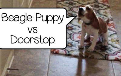 Remy the Beagle Pup Attacks Enemy…A Doorstop!?