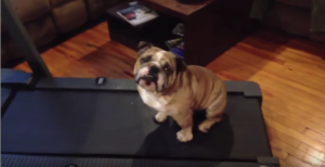 Bulldog Too Lazy For Treadmill
