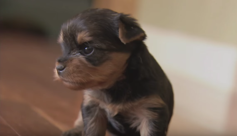 Cute Yorkie Pup “Lo” Marches Around Like Little Soldier