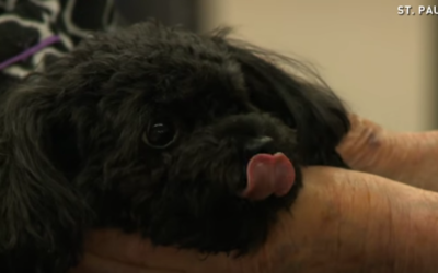 Nala the Sweet Lil’ Teacup Poodle Brings Joy To Elderly