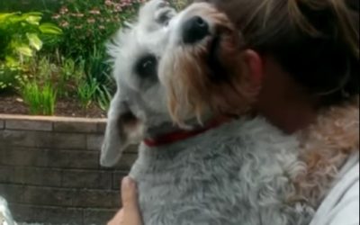 Reunited Dog Faints From Overwhelming Joy