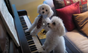 Piano Playing Poodles